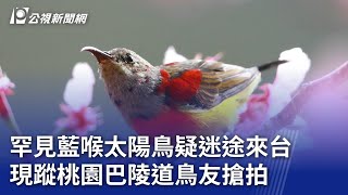 罕見藍喉太陽鳥疑迷途來台 現蹤桃園巴陵道鳥友搶拍｜20240226 公視晚間新聞