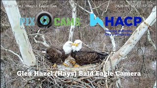 Glen Hazel (Hays) Bald Eagle Camera LIVE CAM - VIEWER CAUTION