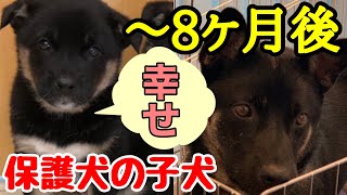 【保護した子犬は今!?】里親さん訪問！元野犬のクロ８ヶ月後の姿