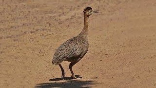 CAÇADA DE PERDIZ E CODORNA - CACHORRO RABITO - POINTER INGLÊS