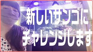 【海水水槽】フォロワー様が初めてのハナガササンゴ飼育の背中を押してくれました！【ダブルサイフォン式】