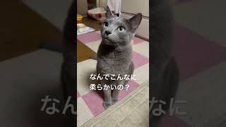 【ロシアンブルー】今朝のめろんもご飯のおねだりですよ【猫】#shorts