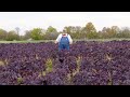 Kalettes with Farmer Lee Jones