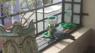 Jeev Daya #Bird #Feeder #Love #Life 😍😍