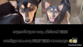 കൂട്ടുകാരിയെ കണ്ടപ്പോൾ എന്താ ഒരു സന്തോഷം . എന്തൊരു  ചാട്ടമാ ഇത്.🐕🐕🐕