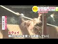 円山動物園に新施設「オランウータンとボルネオの森」オープン 現地の熱帯雨林を再現…定期的に“スコール” コウモリや昆虫の模型も “動物園のプロ”が見どころ解説