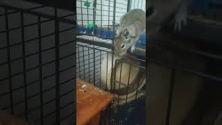 Degús love pips #cute #cuteanimals #degus #pet #eating