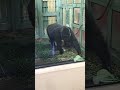 ごはんタイムのゲンキは真剣勝負です🦍 genki trying to get a lot of food 2022.12.20 kyoto city zoo gorilla genki