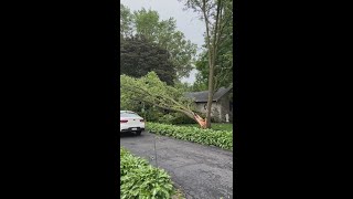 Tree cracked in Manheim Township, Lancaster County