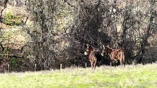 Juju Meets the Mini Donkeys (4)