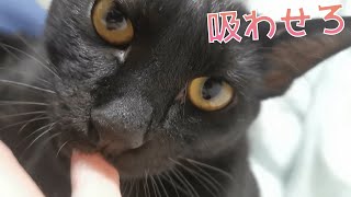 黒猫の子猫！指おしゃぶりをせがむ姿がかわいい｜Kitten with finger pacifier