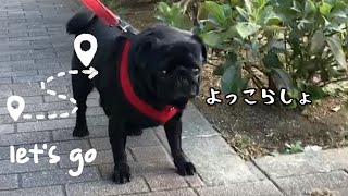 散歩嫌いな黒パグが頑張って歩く様子!!A black pug who hates walking is trying his best to walk !!