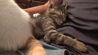 外に恐怖しニャーニャー甘えて力尽きた片目の子猫