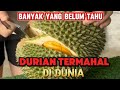 Durian Duri Hitam Rajanya Durian Di Malaysia#fruit