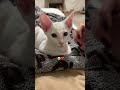 котики cat юмор тренд catlover ориентал