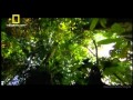 Natgeo - Amazônia selvagem - Berço da vida