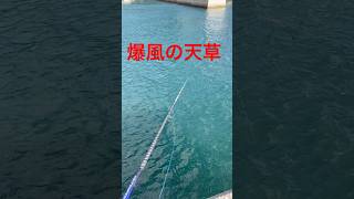 高級魚が入れ食い😳 天草の防波堤での釣りが最強🎣 2024.12.08 九州 熊本 天草 釣り オオモンハタ  ダイソーVJ #fishing #ダイソー釣具 #バス釣り #釣り #熊本釣り