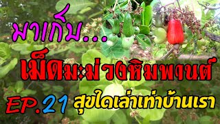 พืชเศรษฐกิจเม็ดมะม่วงหิมพานต์ มาดูวิธีเก็บกันค่ะ//#Cashews