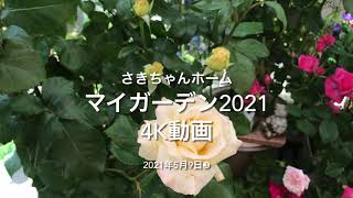 ﾏｲｶﾞｰﾃﾞﾝ2021 4K動画　2021年5月9日③　薔薇たちが饗宴しています。