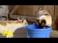 Baby goats adorably follow uninterested barn cat around l GMA