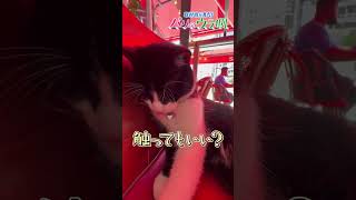 パリのカフェで見つけた至福の瞬間 | 癒しの猫タイム#猫 #パリ #カフェ #癒し #かわいい #ネコ #フランス #リラックス #ABCテレビニュース #shorts