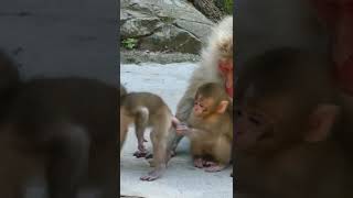 Most adorable moments ❤️💞🐒 #shorts #short #shortvideo #shortsvideo #monkey