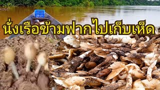 ช่วงนี้ฝนตกรินเห็ดปลวกออกหลายๆ#นั่งเรือไปเก็บเห็ดหาอยู่หากินตามป่าธรรมชาติ