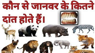 किस जानवर के कितने दांत होते हैं ||Kaun se Janwar Ke kitne dant hote Hai || Animal teeth ||Jhgkstudy