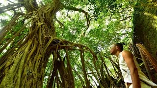 【HD】Aki-ra Sunrise Nature Session with 長老 @屋久島Yakushima