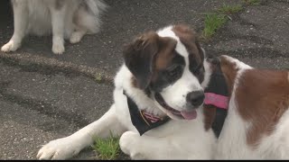 The future Belmont County Dog Park is already getting a lot of positive feedback