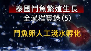 鬥魚繁殖成長全記錄(5) 鬥魚人工淺盘孵化3天記錄 顯微鏡鏡頭下的鬥魚卵 打架魚繁殖DIY 飼養鬥魚 betta fish breeding