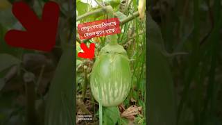 গাছের টাটকা বেগুন চপ খেতে খুবই সুস্বাদু #eggplant #gardenplant #shoart #shortsvideo