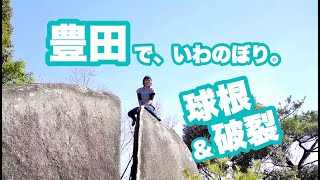 【豊田でいわのぼり】球根, 破裂