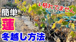 【睡蓮農園】冬○○すると枯れます！簡単！蓮の越冬方法！10月後半睡蓮の開花の様子　メダカ睡蓮ビオトープ