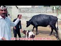 baloch dairy farm imported cows for sale in punjab pakistan hf cows