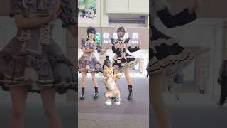 【踊ってみた】ペットダンス #コンカフェ嬢 #メイドカフェ #shorts #秋葉原