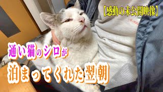 【感動の完全未公開映像】母が入院して数日後、通い猫シロが泊まってくれた翌朝の特別な思い出【オリジナルBGM】