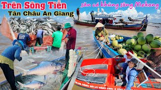 Ra Sông Tiền xem săn cá khủng con nước lũ Mekong Tân Châu An Giang