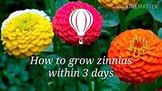 เพาะดอกบานชื่นเพียง 3 วันงอก😁  How to grow Zinnias within 3 days