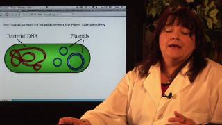 DNA Structure \u0026 Testing : What Is the Size \u0026 Shape of Bacterial DNA?