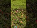 How To Do Realistic Grass in Twinmotion | Ammar Khan