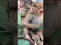 Bono fun Day ! #monkey #wildlife #travel #animals #funnyvideo #shorts