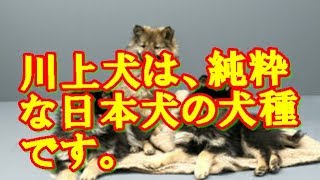 日本犬の犬種　川上犬は　狼に類似し驚きの犬