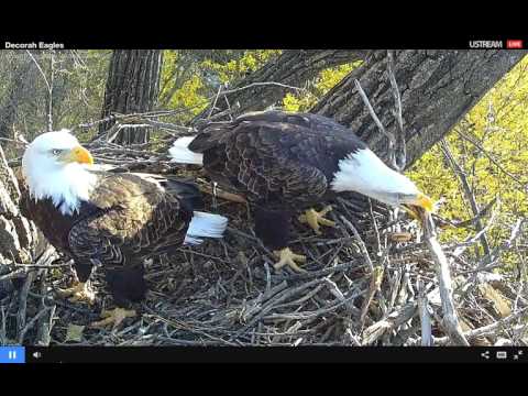 Decorah Bald Eagles 10 20 2015 Tuesdays Team Work Decorah Bald Eagles 10 20 2015 Tuesdays Team Work