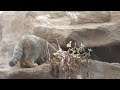 pallas’s cat manul Манул マヌルロック当番はロータスくん