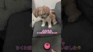 #ちくわ#犬#チワズー