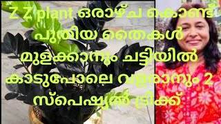 Z Z plant ഒരാഴ്ച കൊണ്ട് പുതിയ തൈകൾ മുളക്കാനും ചട്ടിയിൽ കാടുപോലെ വളരാനും 2 സ്പെഷ്യൽ ട്രിക്ക്