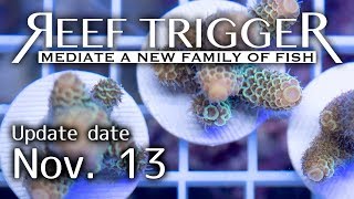 オーストラリア産スパスラータ フラグ各サイズ[SPS1113-1/2/3]REEF-TRIGGER