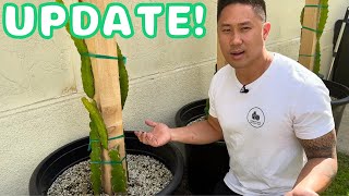 First Gary's Best Top Pot Soil and Fox Farm Update For My Dragon Fruits