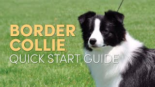 Border Collie Grooming Supplies (Quick Start Guide)